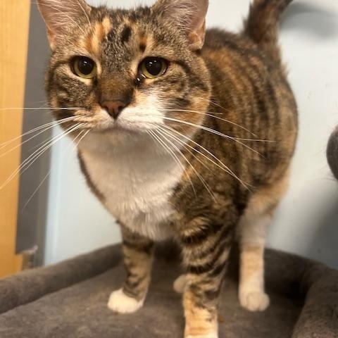 Enlarge Rory, a Adoptable Domestic Short Hair in Stanhope, NJ image 3/6