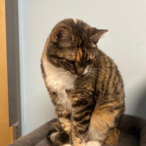 Enlarge Rory, a Adoptable Domestic Short Hair in Stanhope, NJ image 4/6