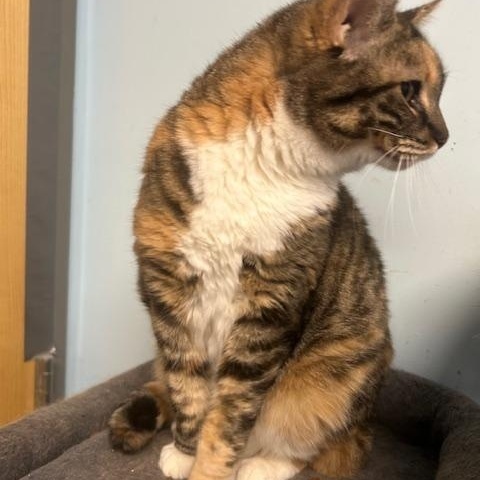 Enlarge Rory, a Adoptable Domestic Short Hair in Stanhope, NJ image 5/6