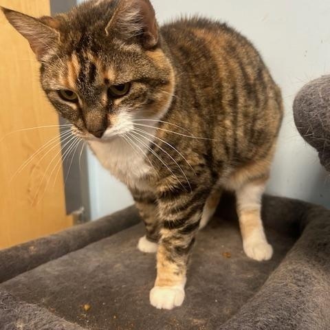 Enlarge Rory, a Adoptable Domestic Short Hair in Stanhope, NJ image 6/6