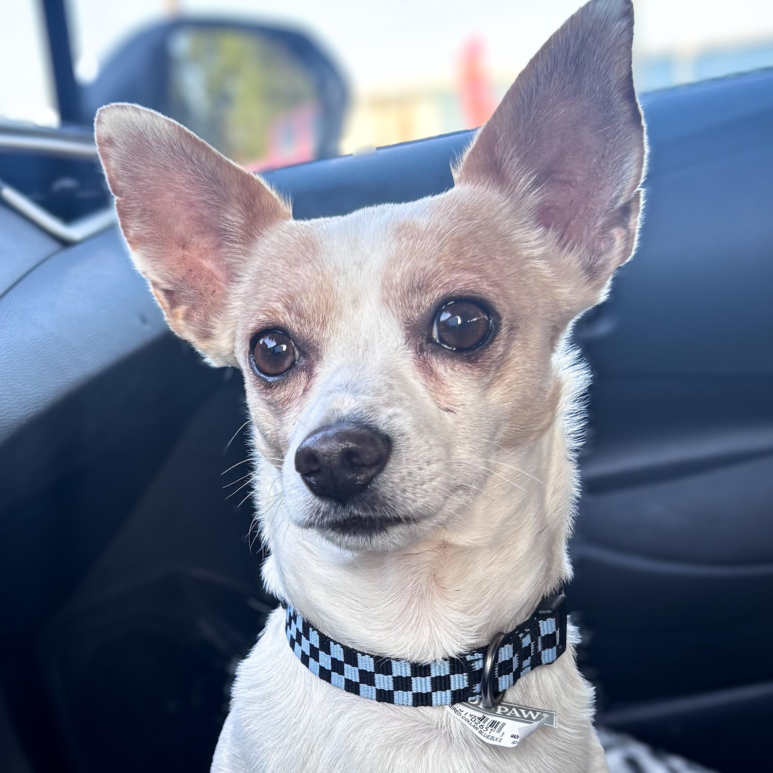Kash, Adopted, Adult Male Chihuahua.