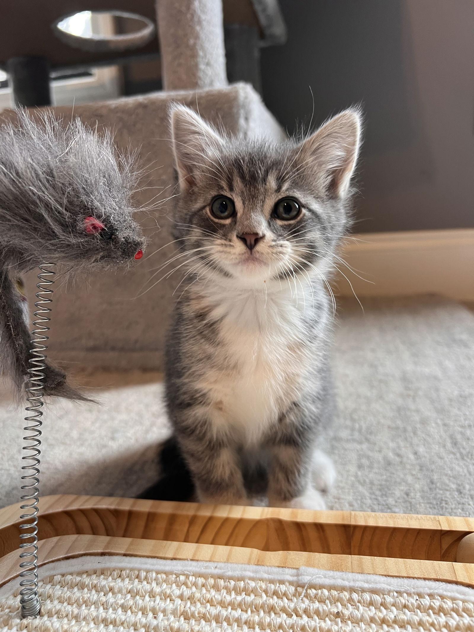 Soleil, Adopted, Kitten Female Domestic Short Hair.