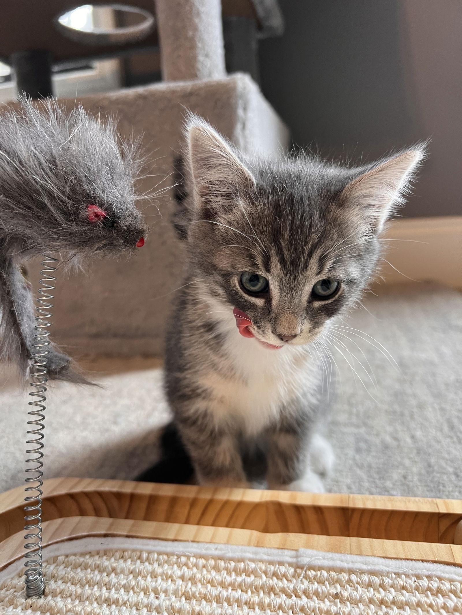 Soleil, a Adopted Domestic Short Hair in Buford, GA image 2/3