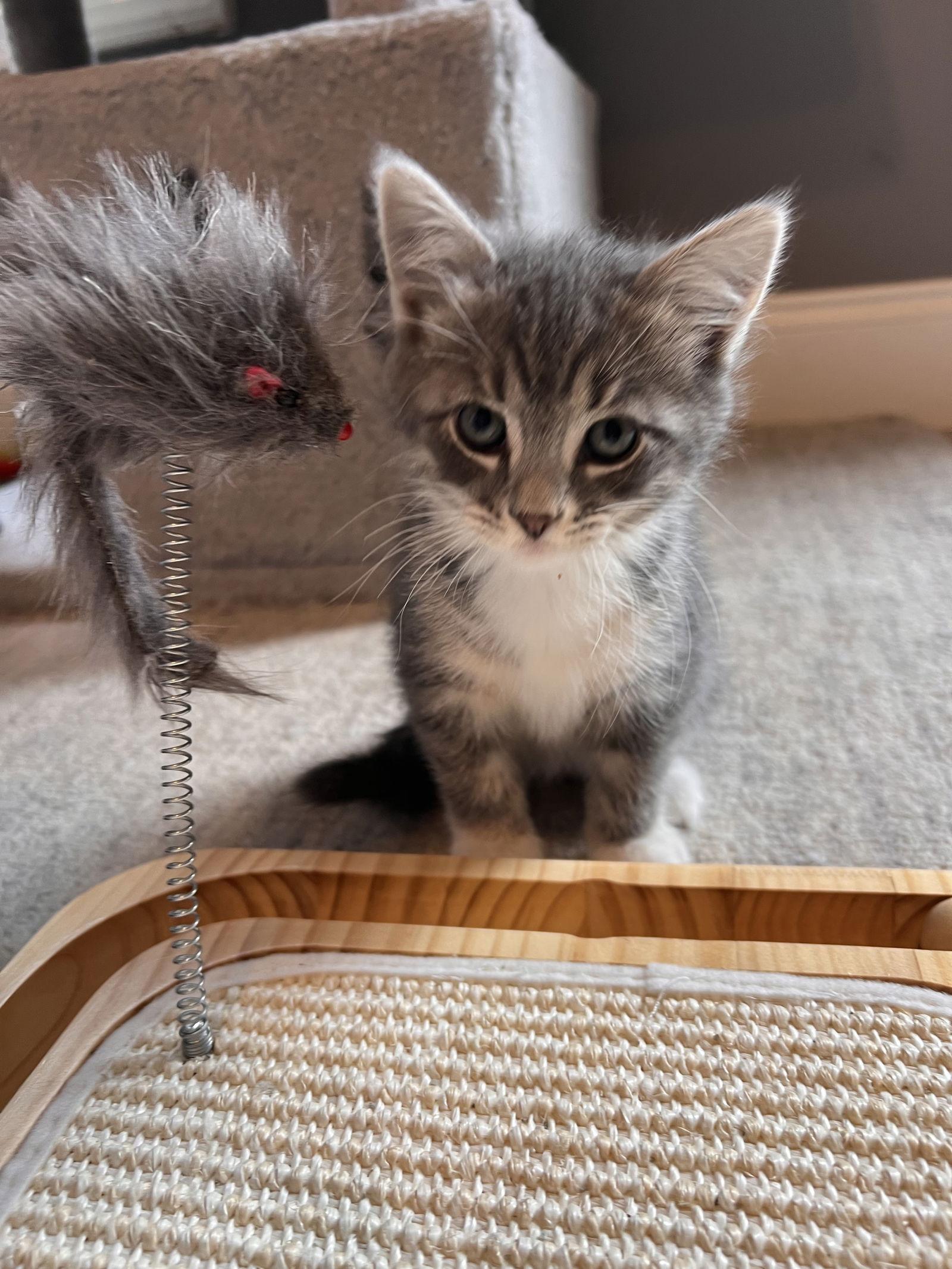 Soleil, a Adopted Domestic Short Hair in Buford, GA image 3/3