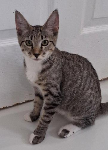 Zina - PSP Foster Home, Adoptable, Young Female Domestic Short Hair.