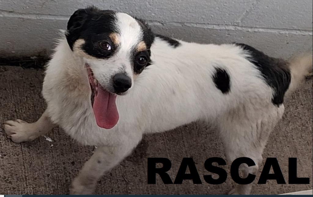 Rascal, a Adoptable mixed breed in Owatonna, MN image 2/6