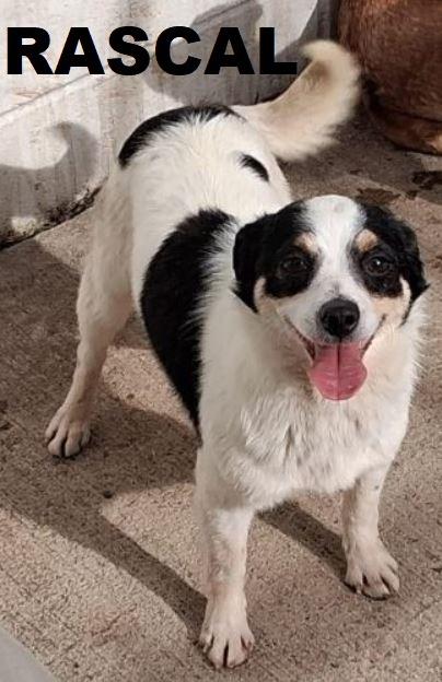 Rascal, a Adoptable mixed breed in Owatonna, MN image 3/6