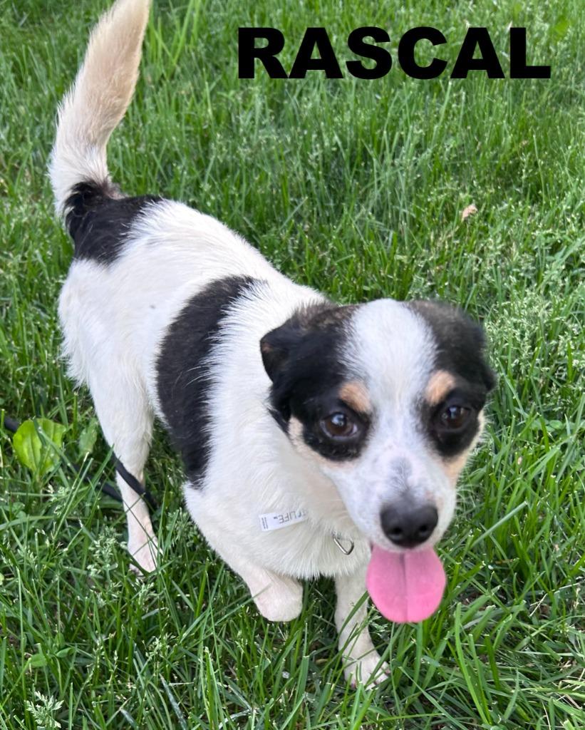 Rascal, a Adoptable mixed breed in Owatonna, MN image 4/6
