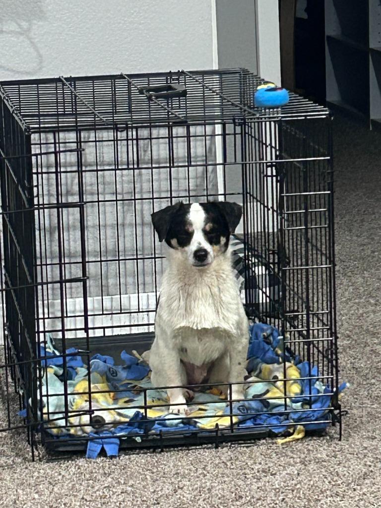 Rascal, a Adoptable mixed breed in Owatonna, MN image 5/6