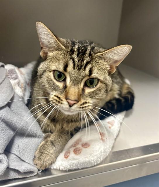 KIT KAT, Adoptable, Adult Female Domestic Short Hair.