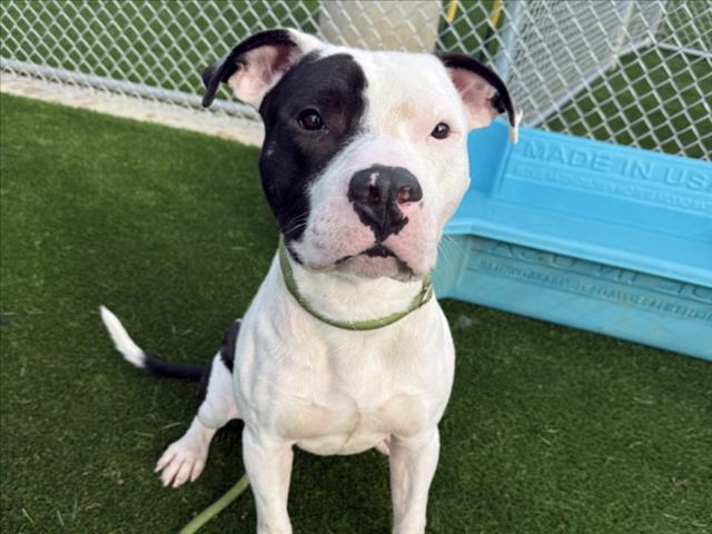 Enlarge MACK, a Adoptable Pit Bull Terrier in Los Angeles, CA image 1/1