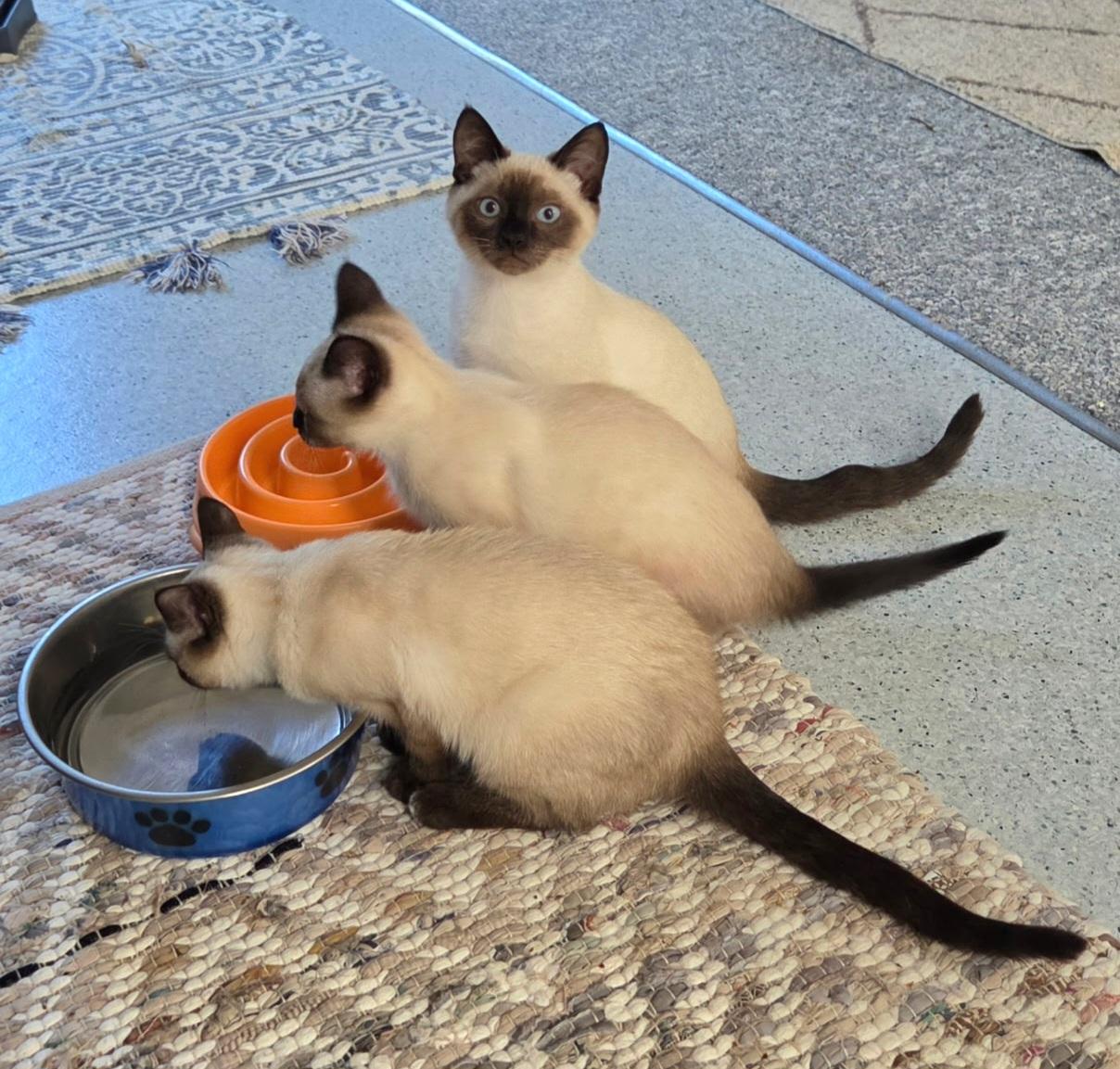 Enlarge Iggy, an adopted Siamese in Springfield, OR image 4/4