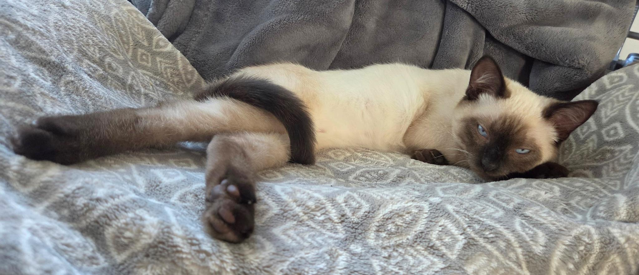 Enlarge Iggy, an adopted Siamese in Springfield, OR image 2/4