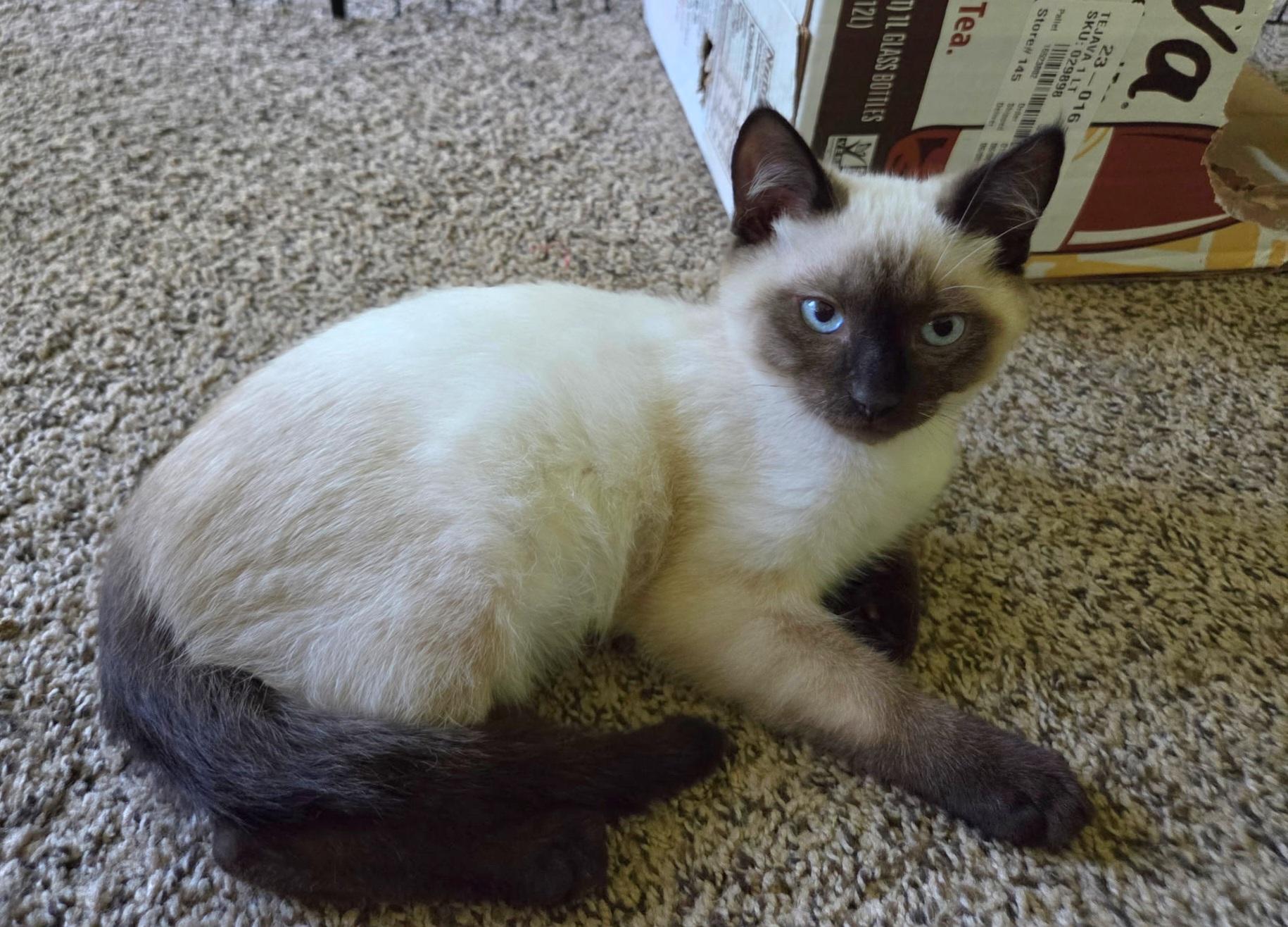 Enlarge Iggy, an adopted Siamese in Springfield, OR image 3/4