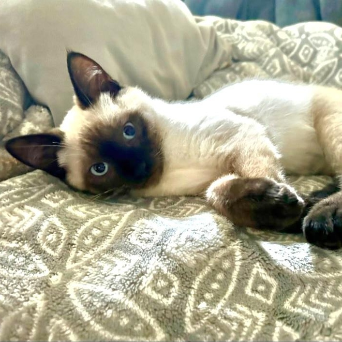 Enlarge Iggy, an adopted Siamese in Springfield, OR image 1/4