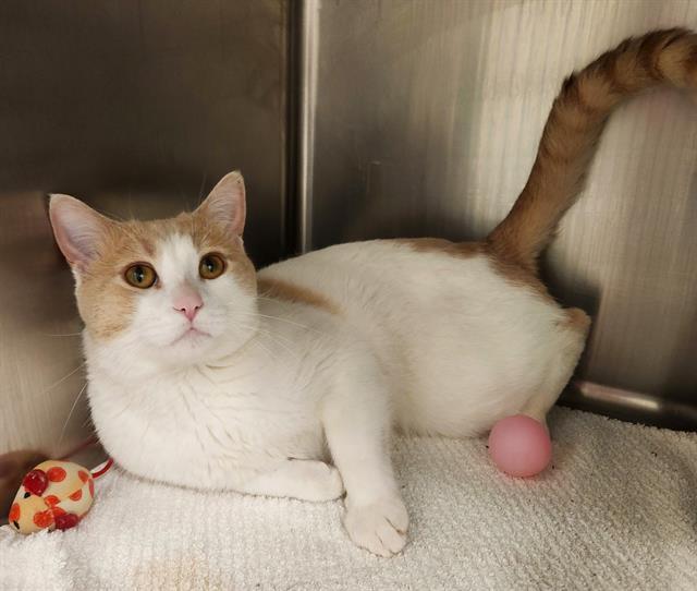 Enlarge SULLIVAN, a Adoptable Domestic Short Hair in Minneapolis, MN image 1/1