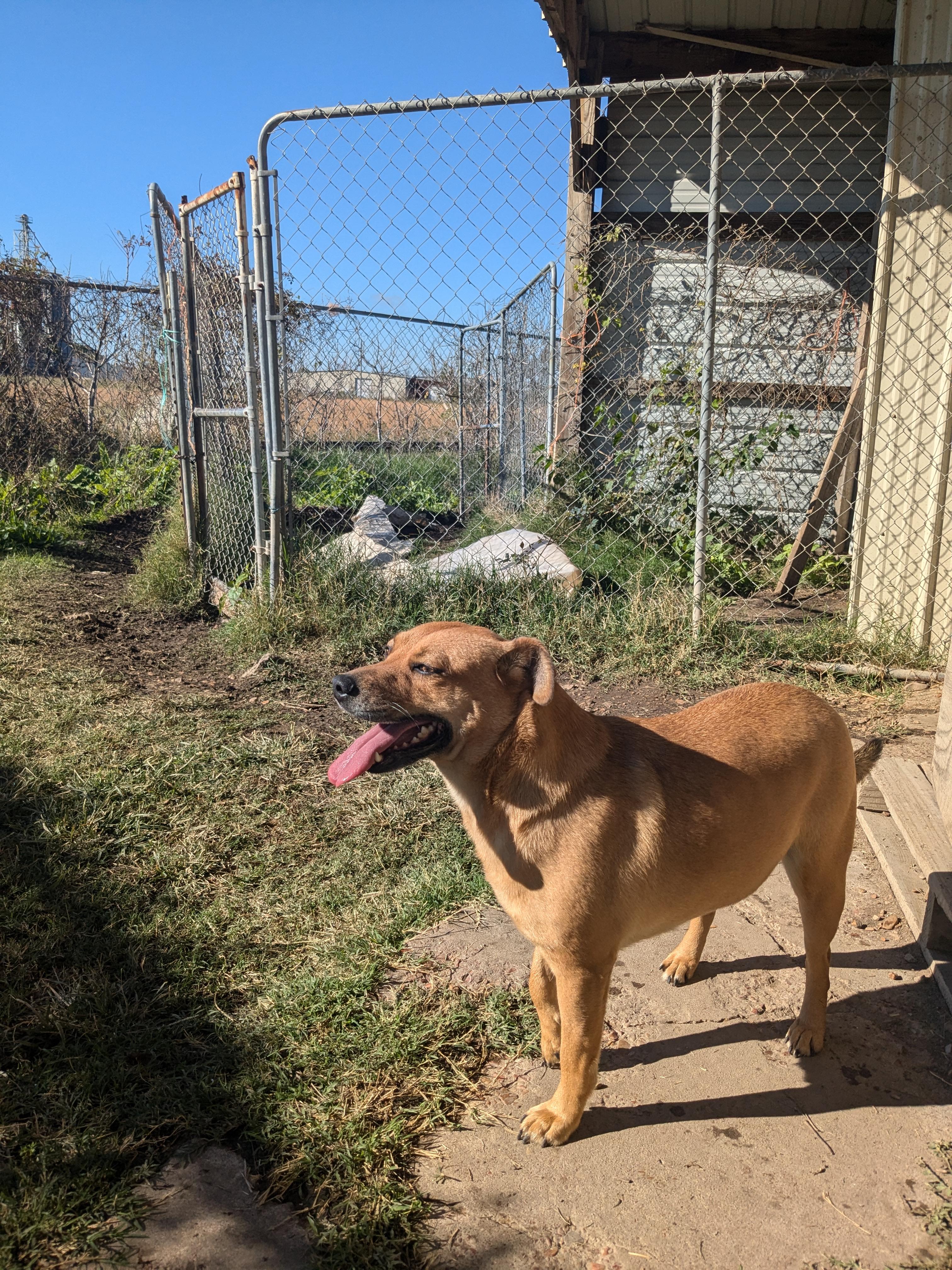 Clara, a Adoptable mixed breed in Manchester, NH image 1/6