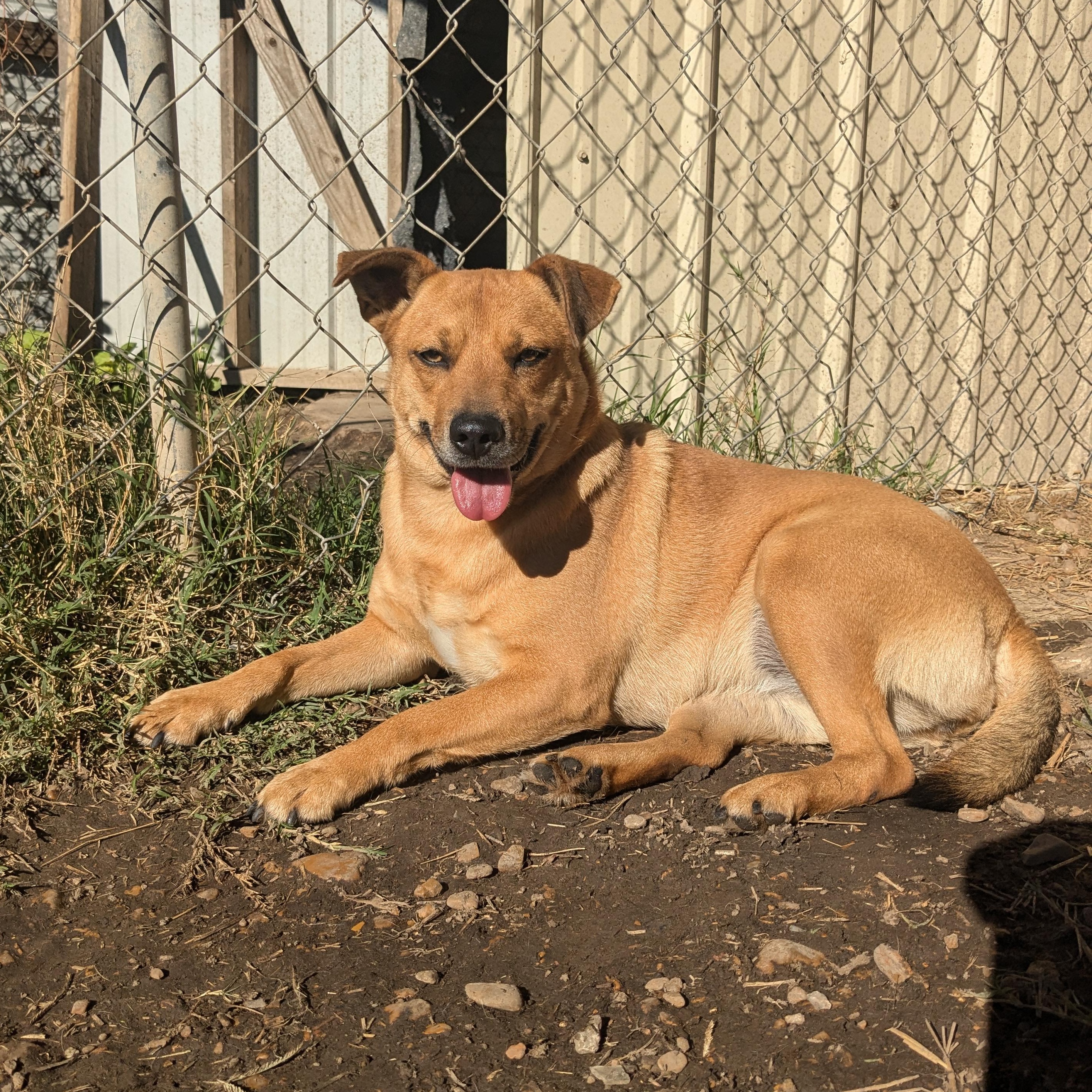 Clara, a Adoptable mixed breed in Manchester, NH image 2/6