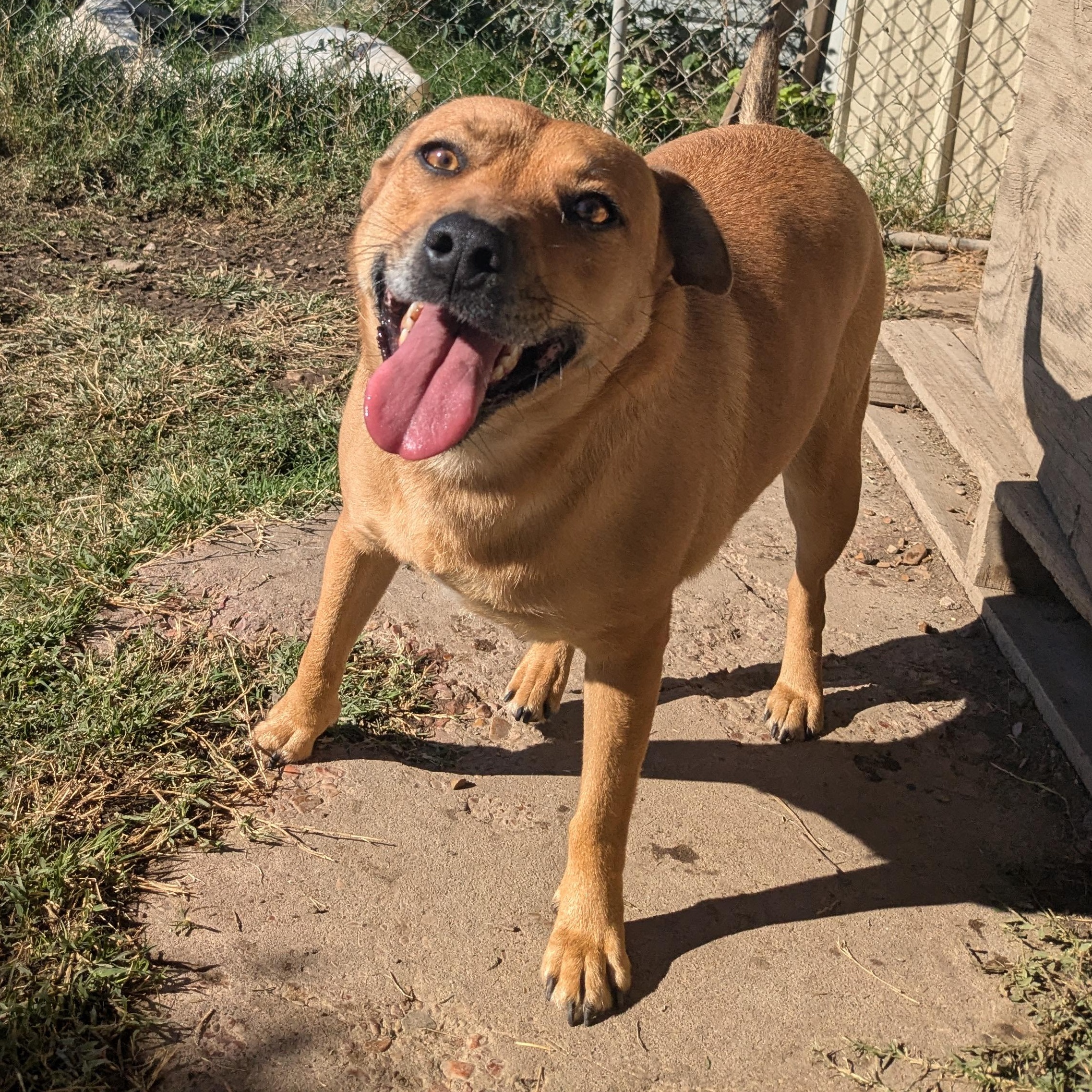Clara, a Adoptable mixed breed in Manchester, NH image 3/6