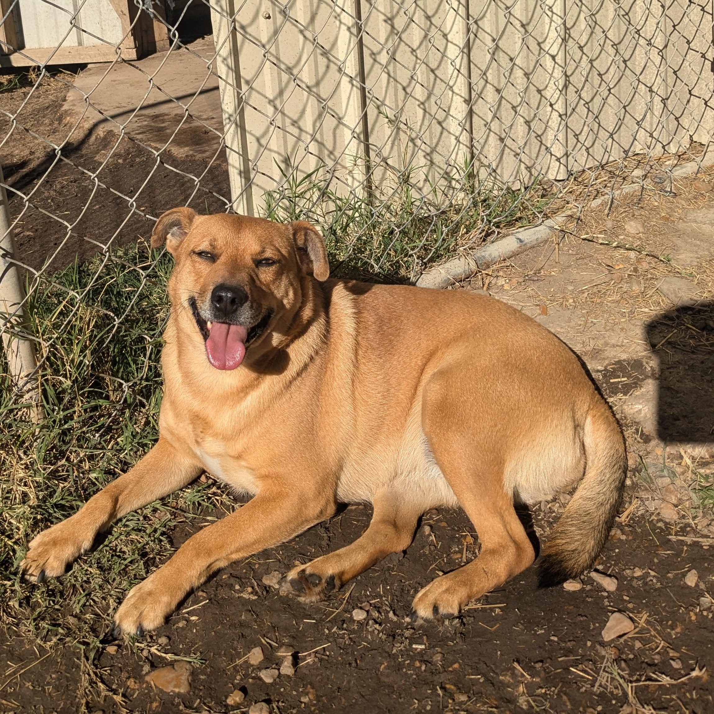 Clara, a Adoptable mixed breed in Manchester, NH image 4/6