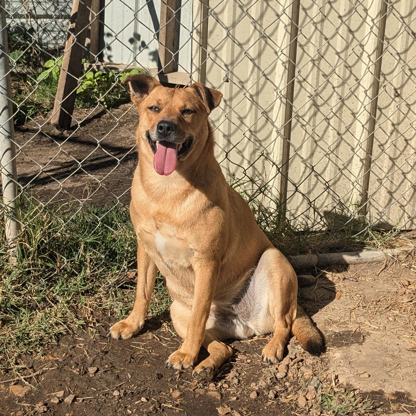 Clara, a Adoptable mixed breed in Manchester, NH image 5/6