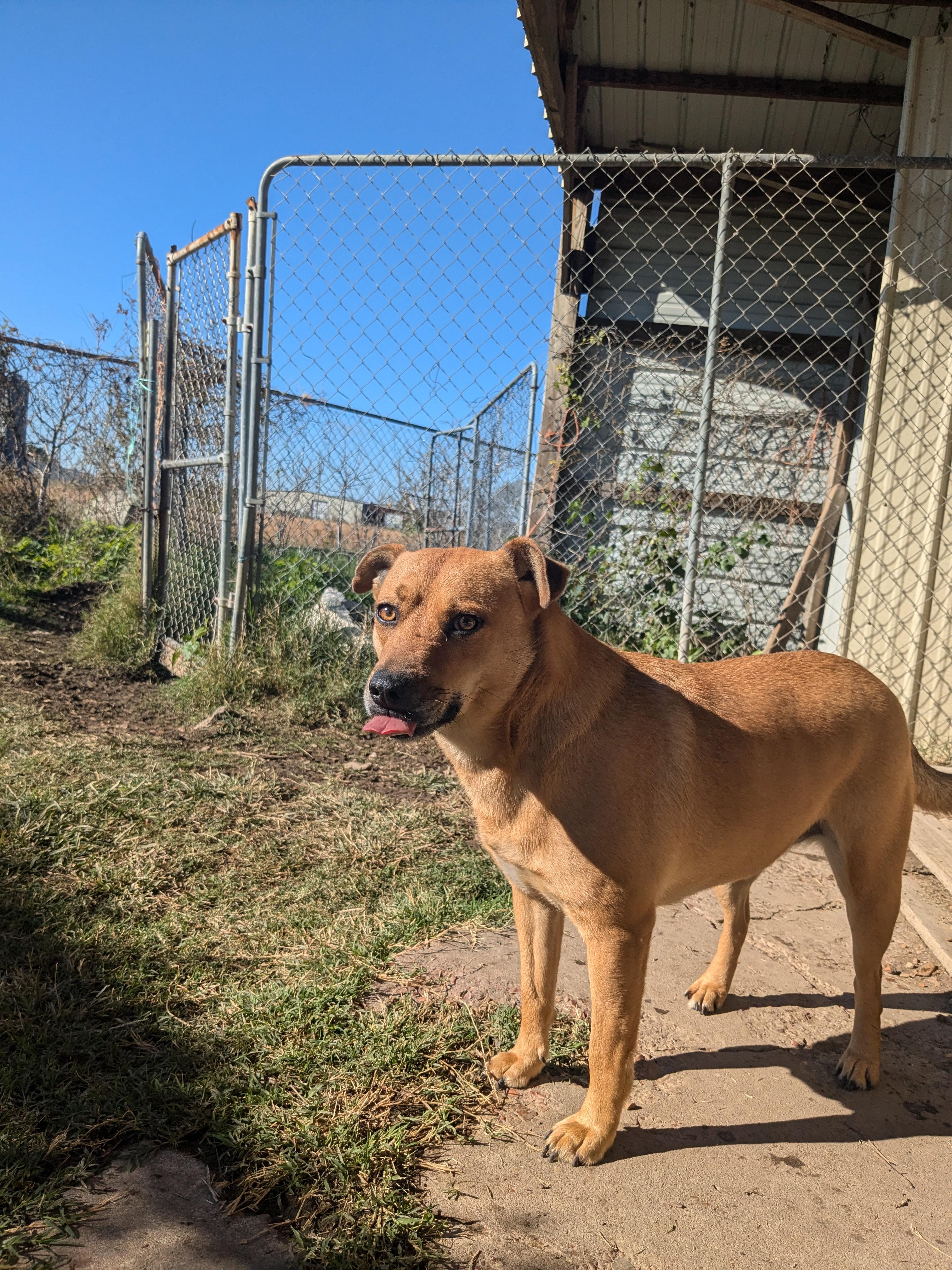 Clara, a Adoptable mixed breed in Manchester, NH image 6/6