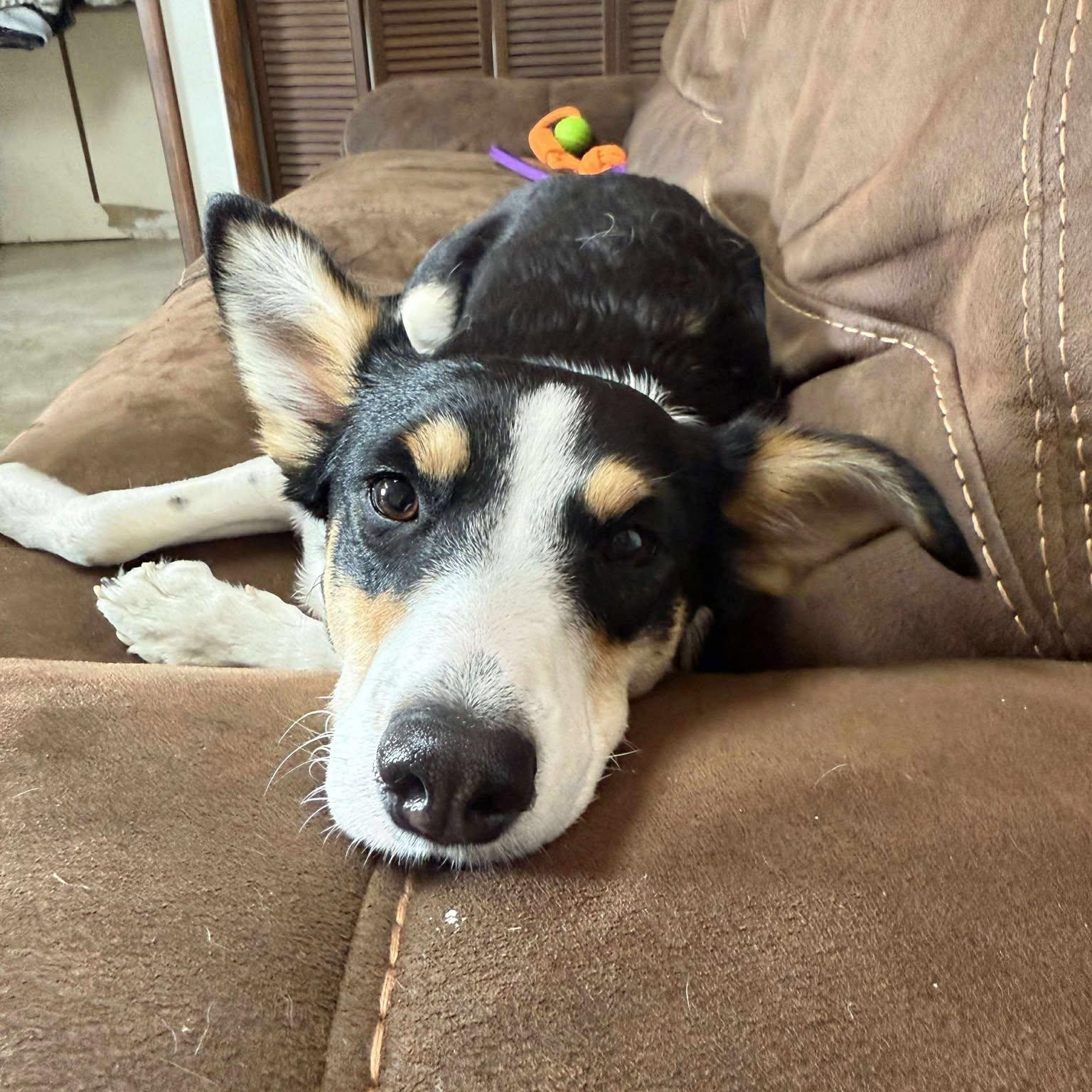 Enlarge Gemma, a Adoptable Mixed Breed in Archbold , OH image 4/4