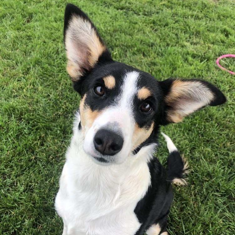 Enlarge Gemma, a Adoptable Mixed Breed in Archbold , OH image 2/4