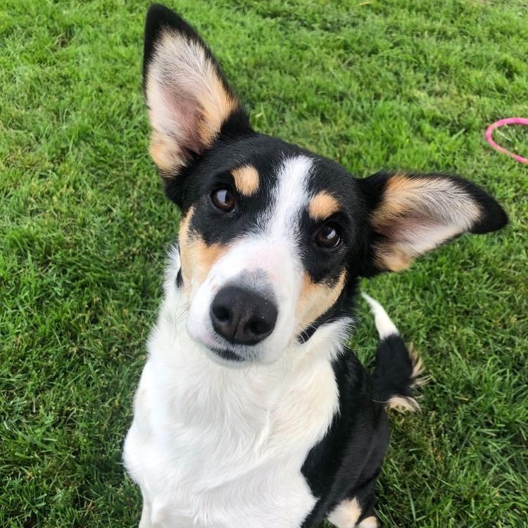 Enlarge Gemma, a Adoptable Mixed Breed in Archbold , OH image 1/1