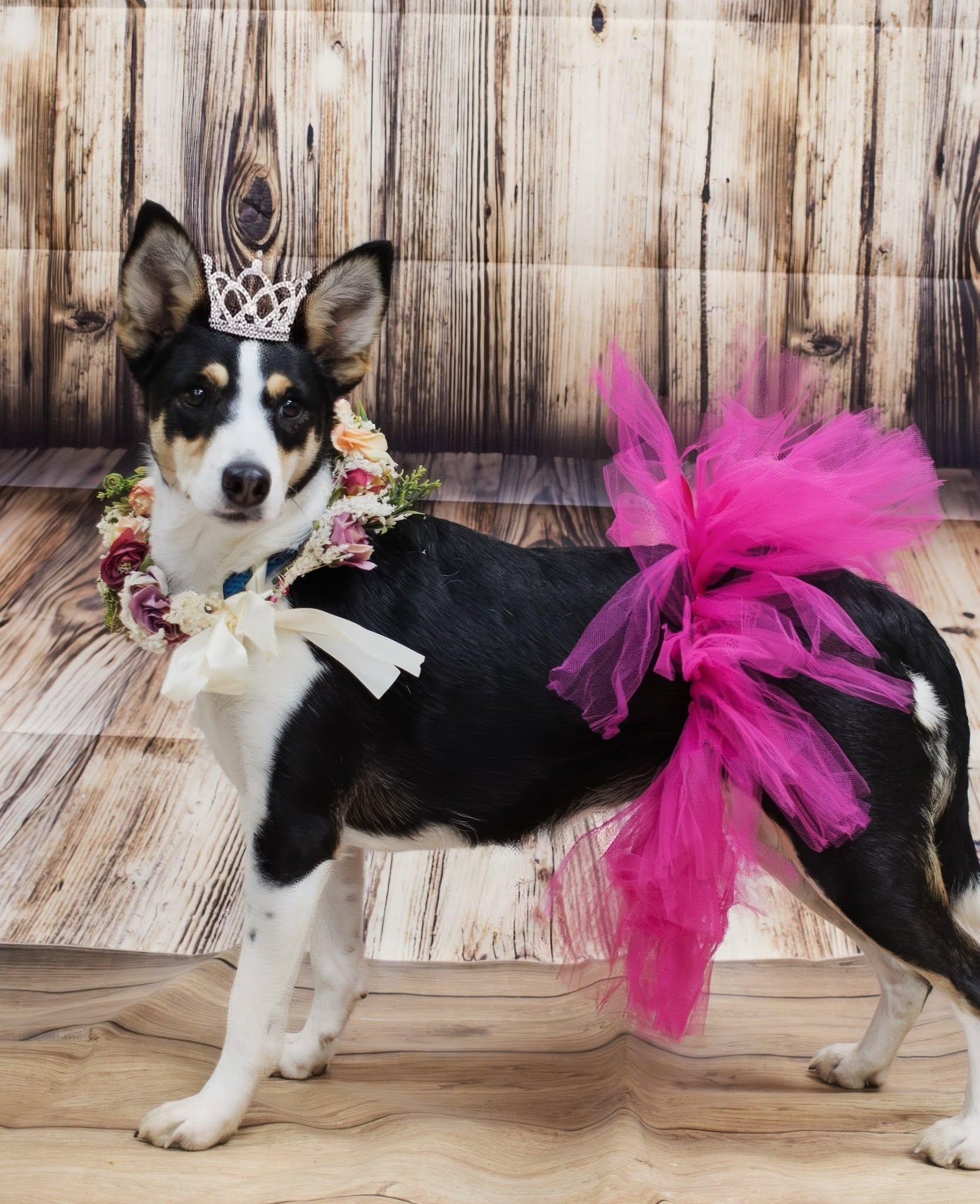 Enlarge Gemma, a Adoptable Mixed Breed in Archbold , OH image 1/4