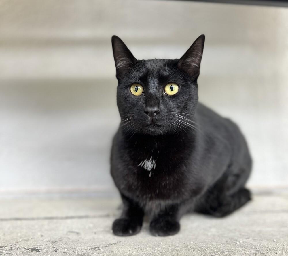 Bao, Adoptable, Young Female Domestic Short Hair.