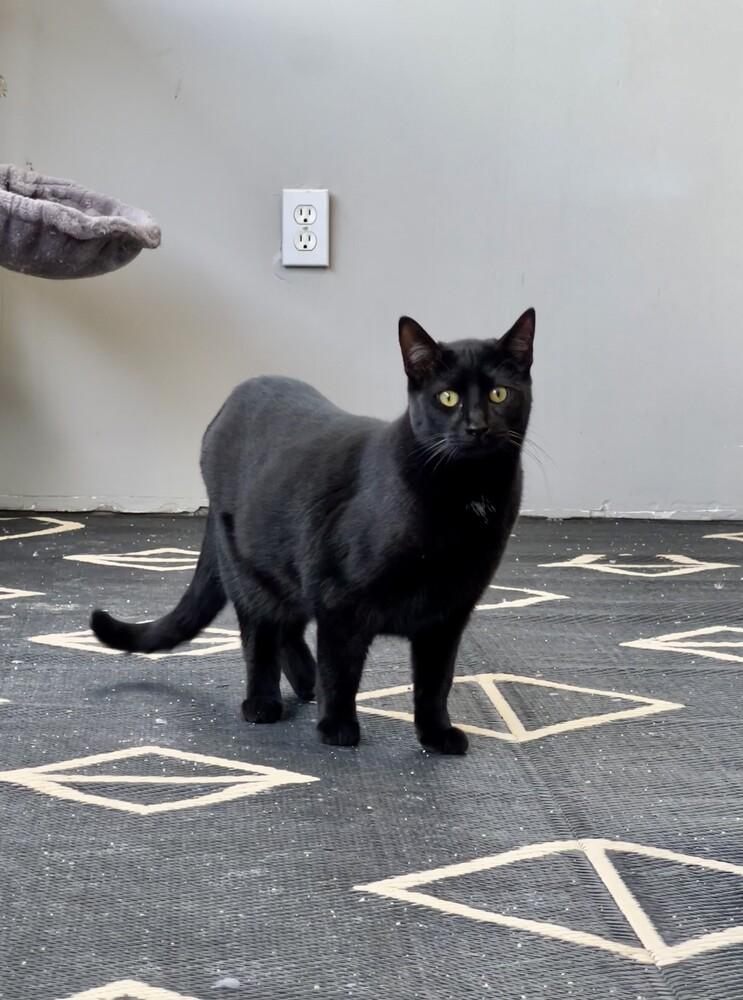 Enlarge Bao, a Adoptable Domestic Short Hair in Oceanside, CA image 2/4