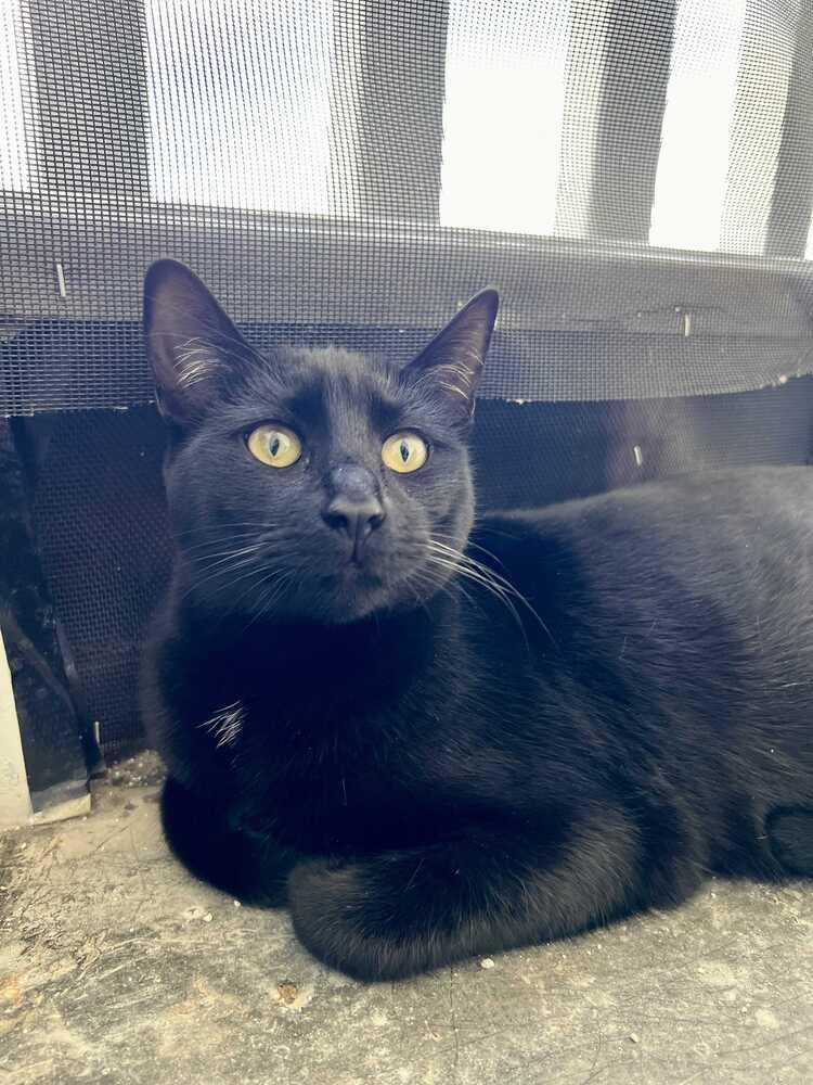 Enlarge Bao, a Adoptable Domestic Short Hair in Oceanside, CA image 3/4