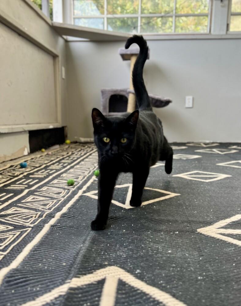 Enlarge Bao, a Adoptable Domestic Short Hair in Oceanside, CA image 4/4