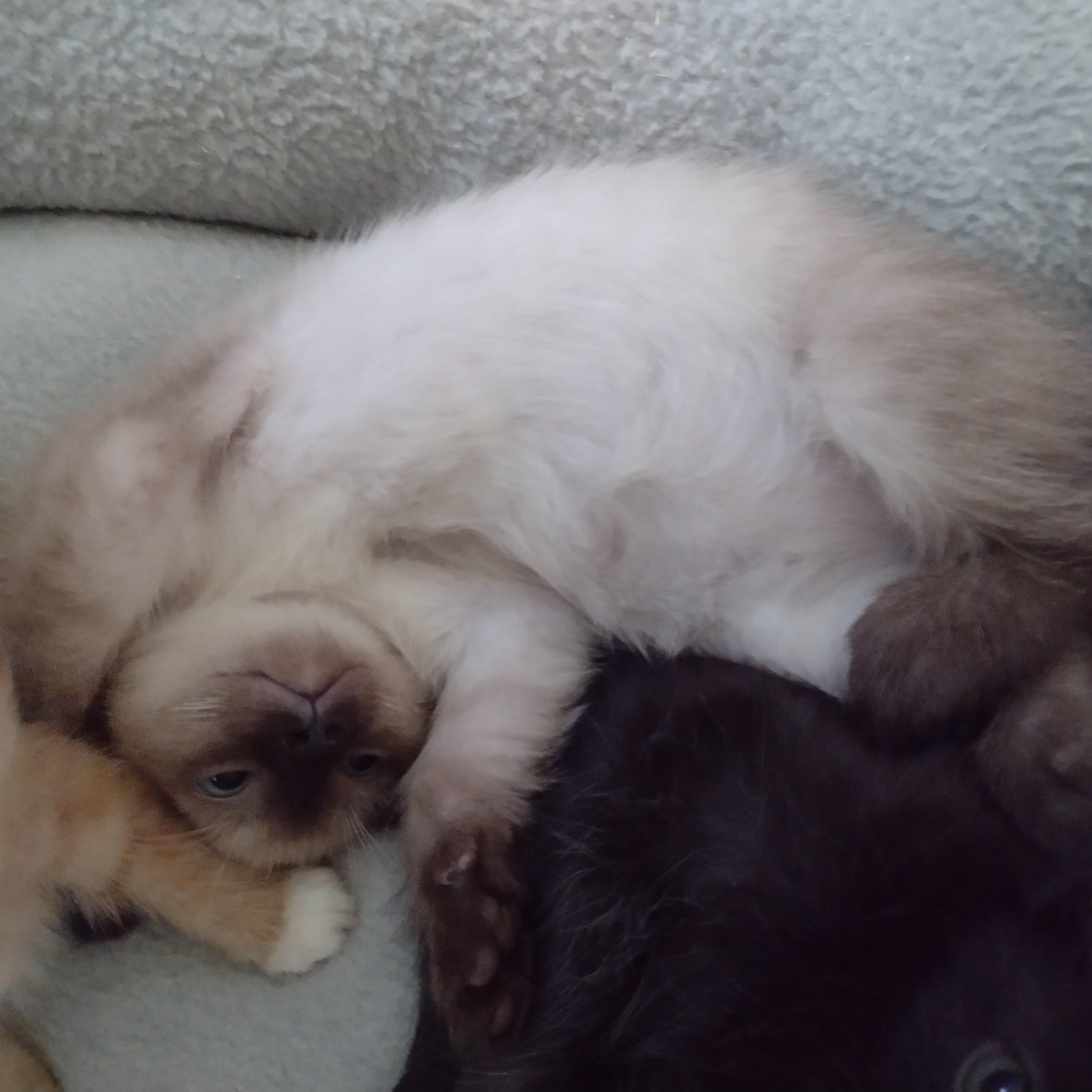 Enlarge Bailey (bonded with Spencer, must be adopted together, LF), a ADOPTABLE Siamese in Huddleston, VA image 2/6