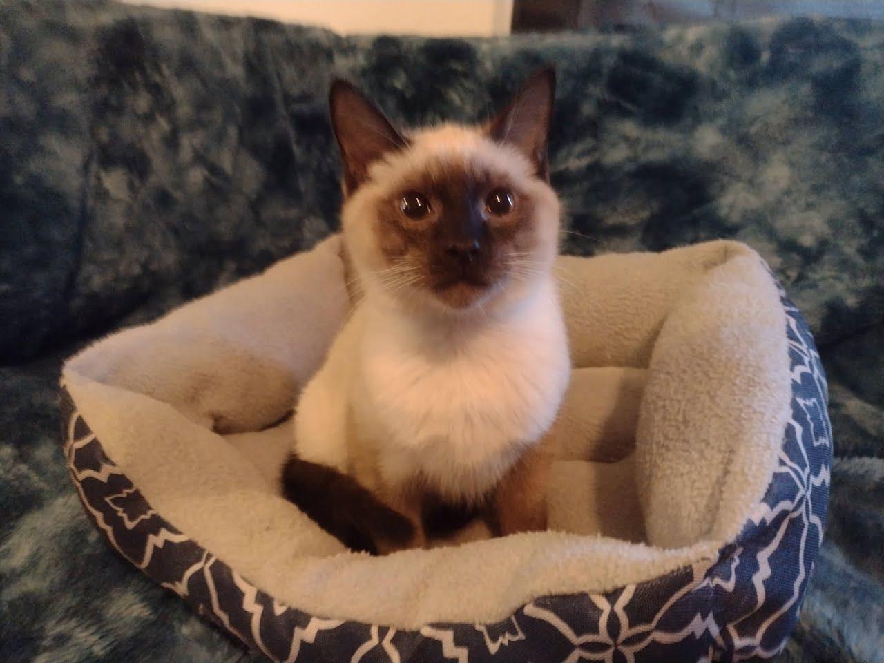 Bailey (bonded with Spencer, must be adopted together, LF), ADOPTABLE, Kitten Male Siamese.