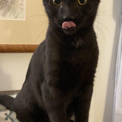 Nicky Cave, Adoptable, Kitten Male Domestic Short Hair.