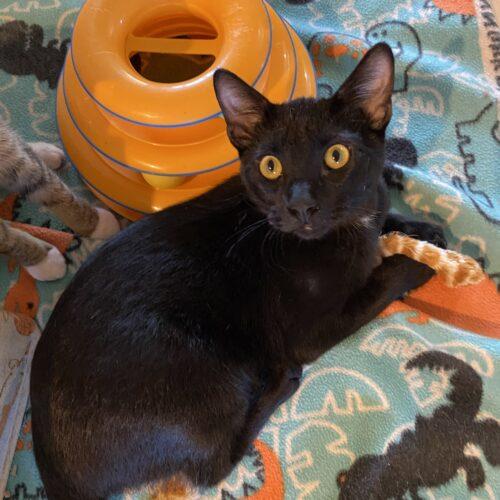 Enlarge Nicky Cave, a Adoptable Domestic Short Hair in Tampa, FL image 2/6