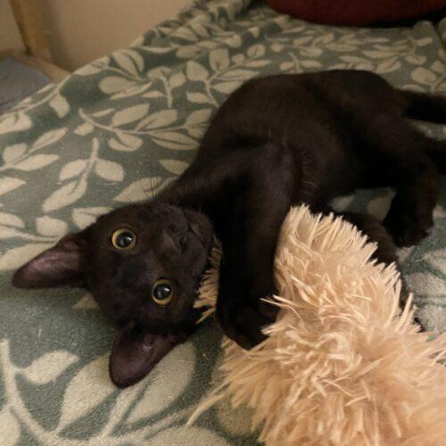 Enlarge Nicky Cave, a Adoptable Domestic Short Hair in Tampa, FL image 3/6