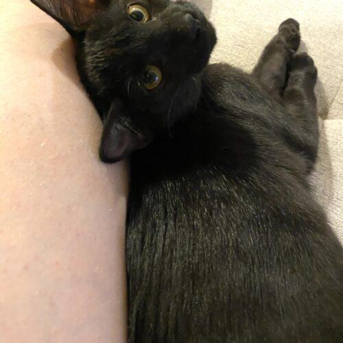 Enlarge Nicky Cave, a Adoptable Domestic Short Hair in Tampa, FL image 4/6