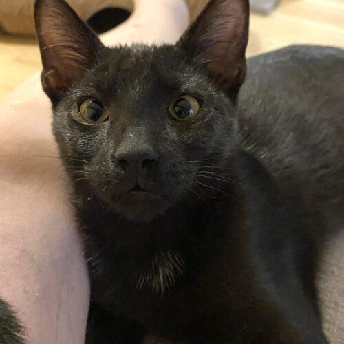Enlarge Nicky Cave, a Adoptable Domestic Short Hair in Tampa, FL image 5/6