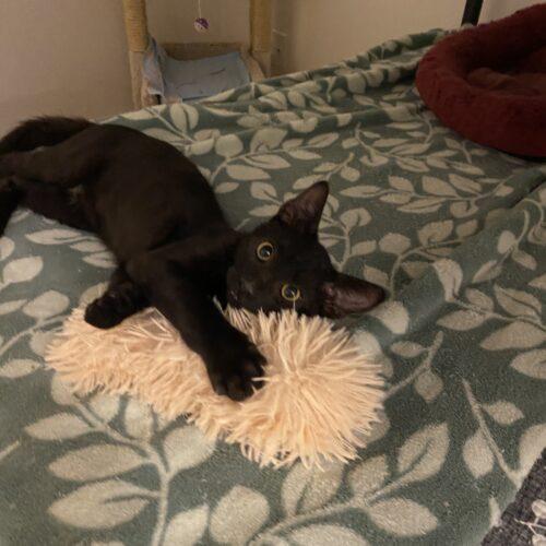 Enlarge Nicky Cave, a Adoptable Domestic Short Hair in Tampa, FL image 6/6