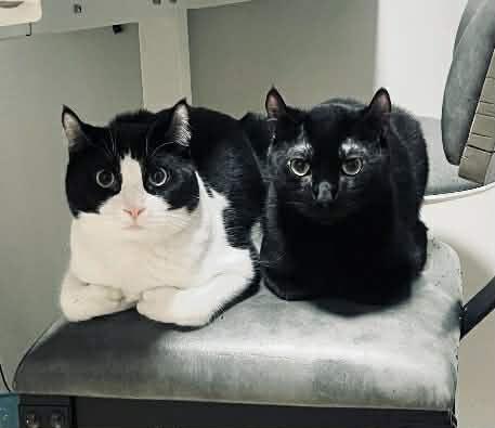 Jacob and William, ADOPTABLE, Young Male Highland Fold.