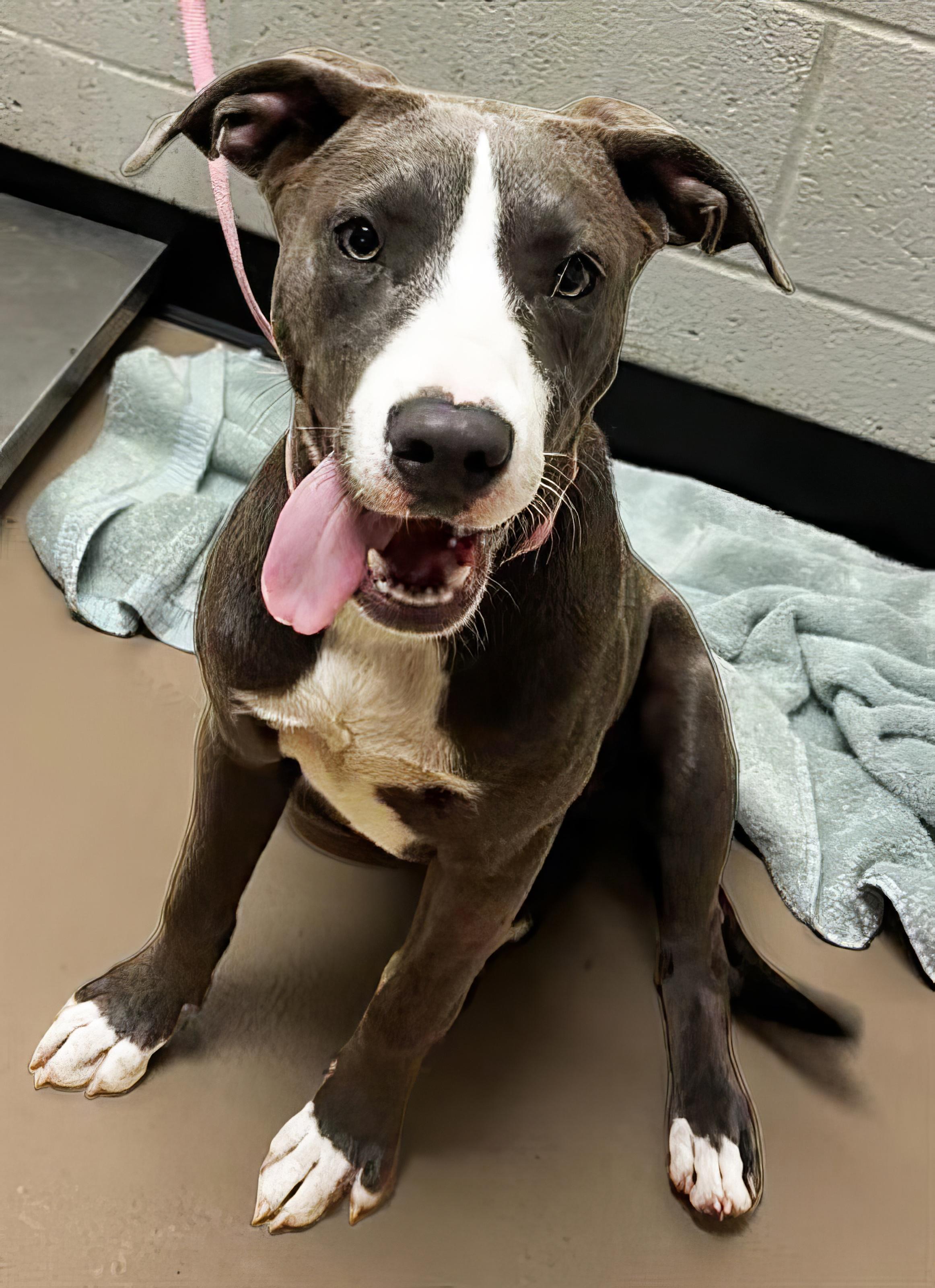 Yvonne, an adoptable Mixed Breed in Nashville, TN_image-1