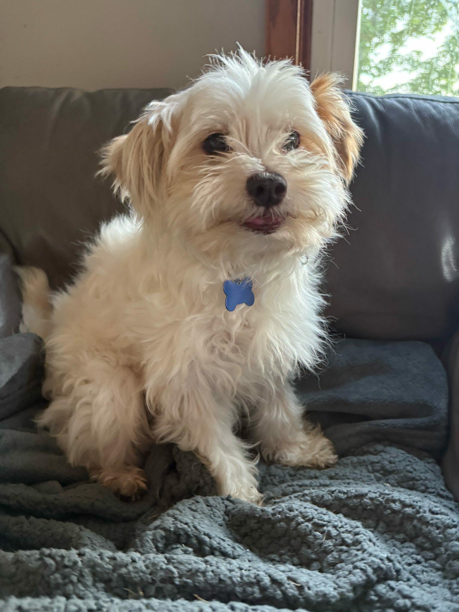 Neda, an adopted mixed breed in De Pere, WI image 3/4