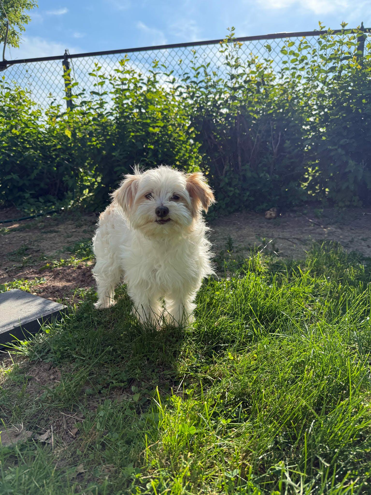 Neda, an adopted mixed breed in De Pere, WI image 1/4
