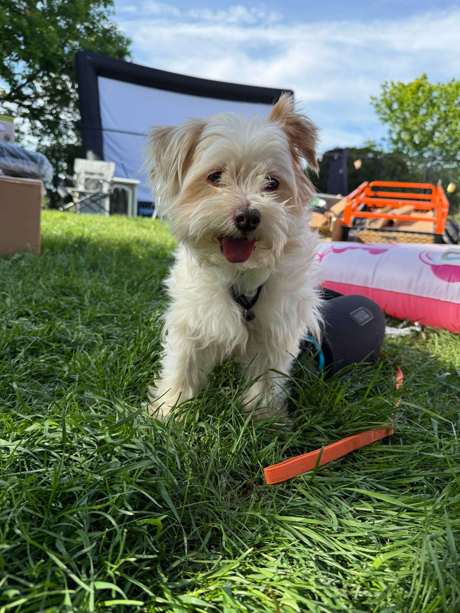 Neda, an adopted mixed breed in De Pere, WI image 2/4