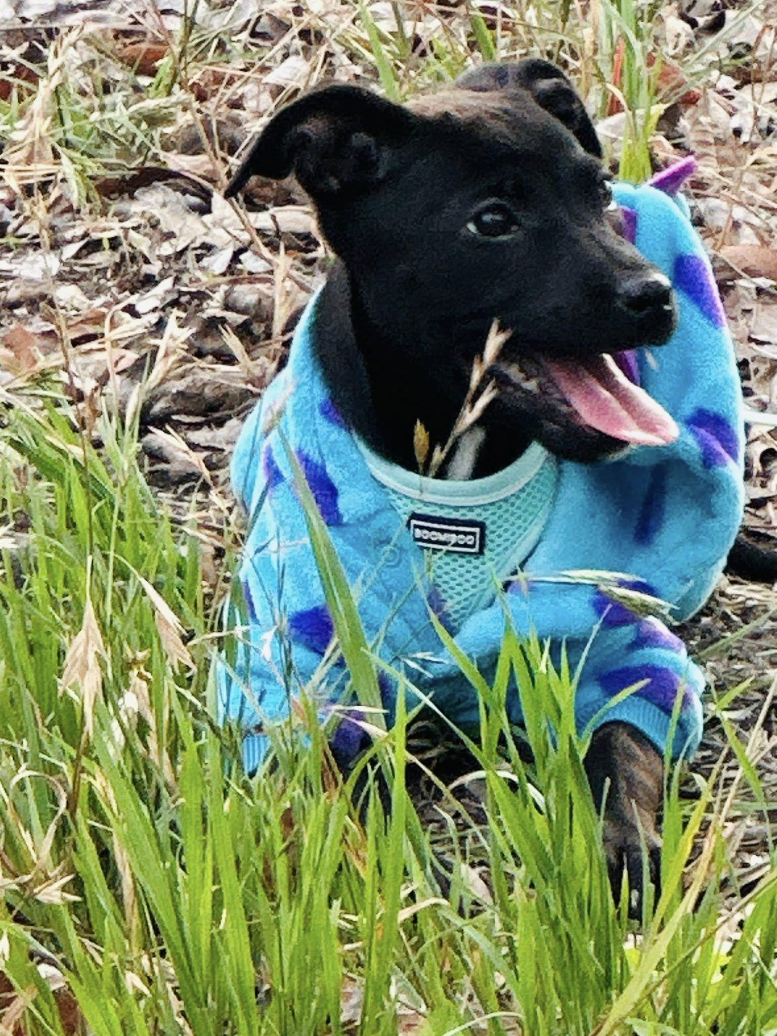 Enlarge Charlotte, a ADOPTABLE mixed breed in Williston, VT image 4/5