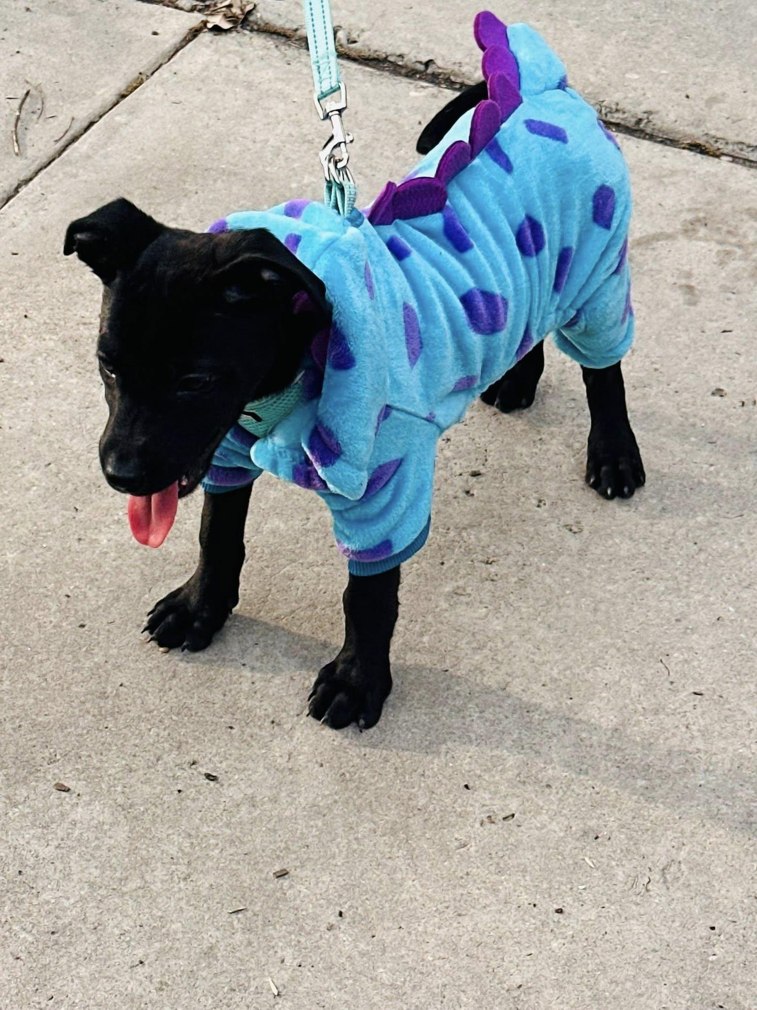 Enlarge Charlotte, a ADOPTABLE mixed breed in Williston, VT image 2/5