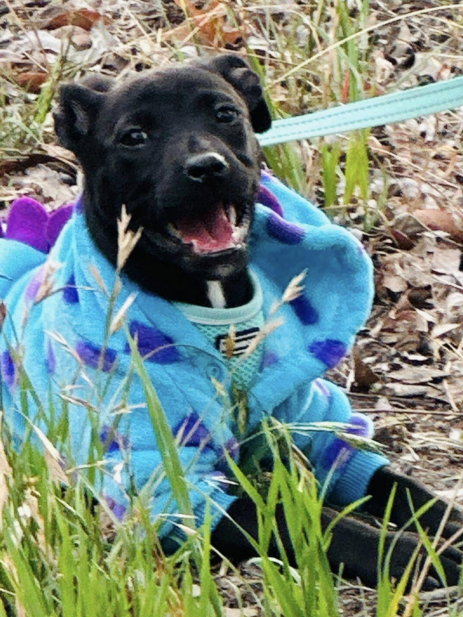 Charlotte, ADOPTABLE, Puppy Female Labrador Retriever.